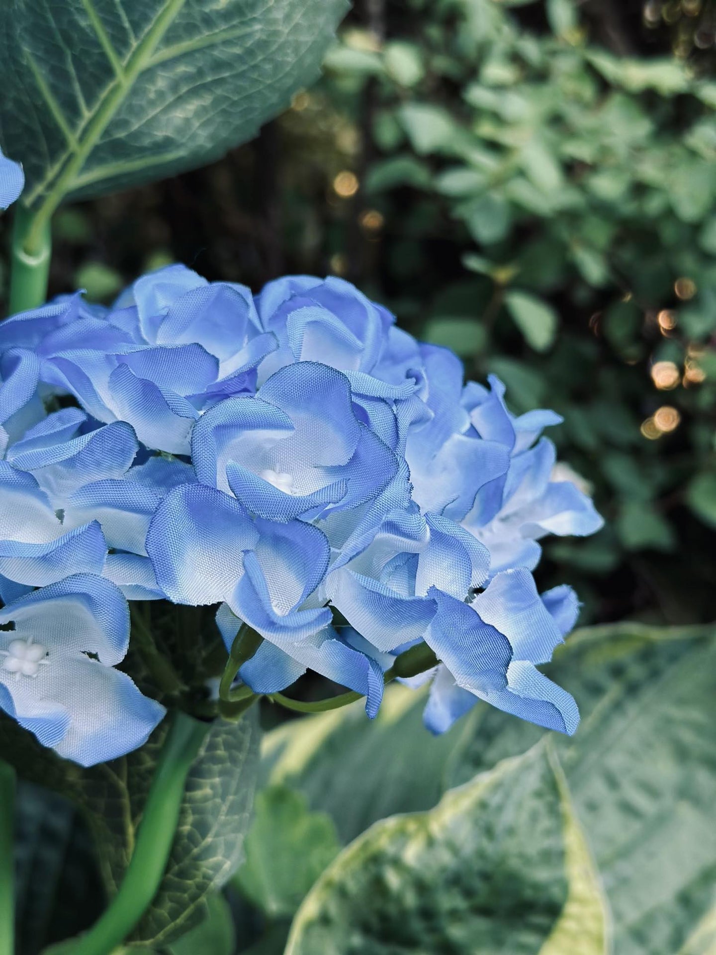 Hortensia med solceller – Blå