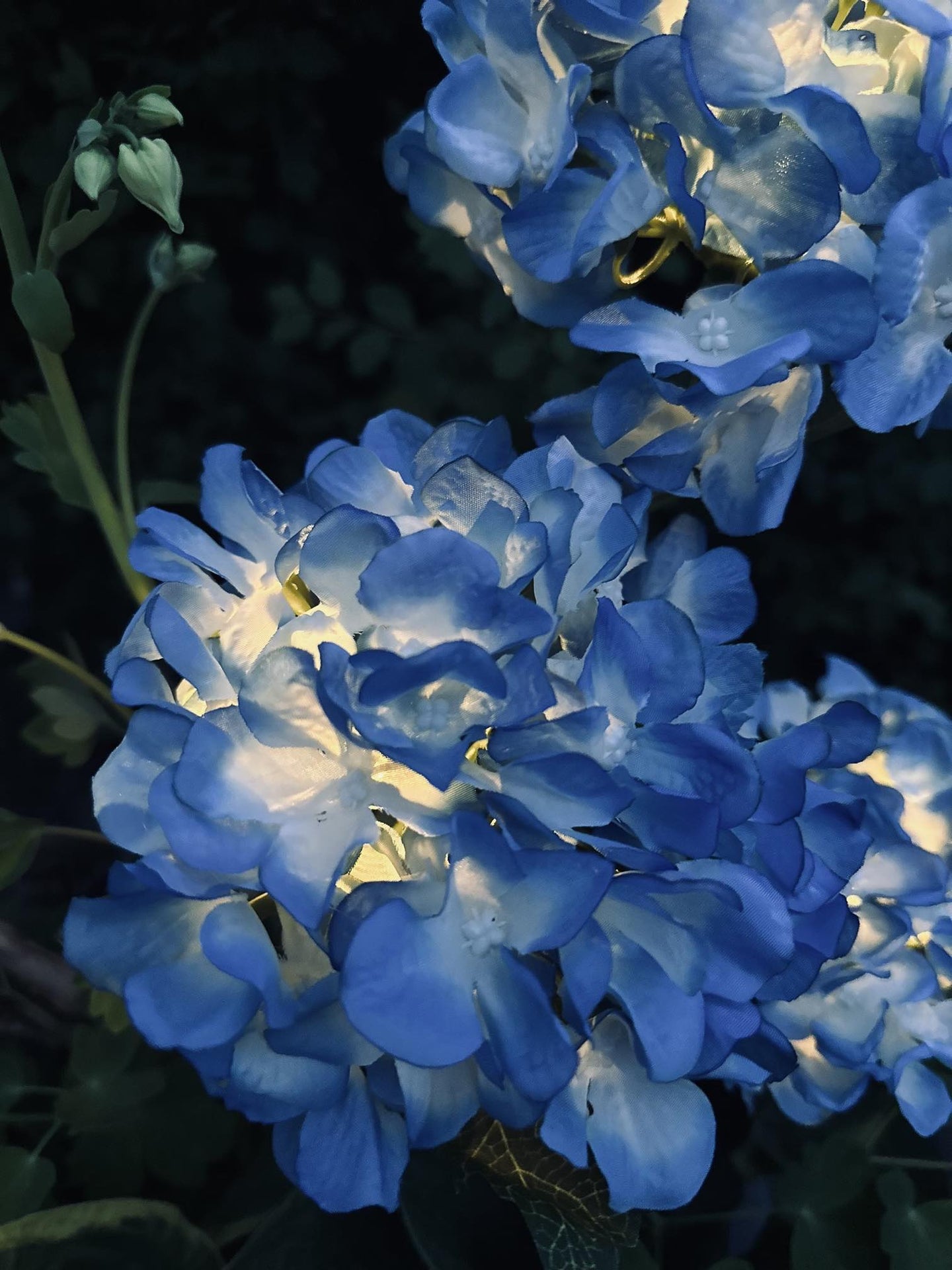 Hortensia med solceller – Blå