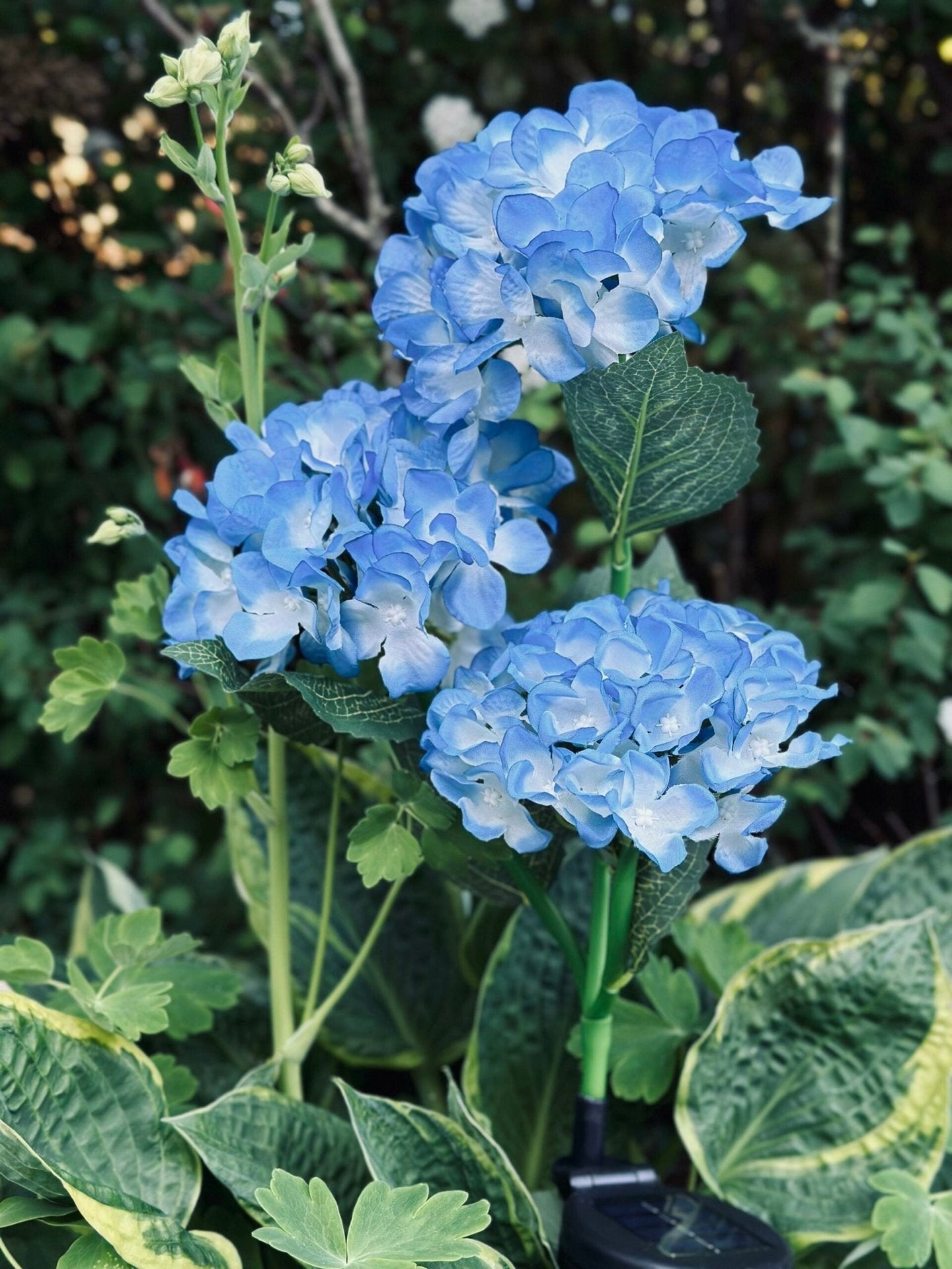 Hortensia med solceller – Blå